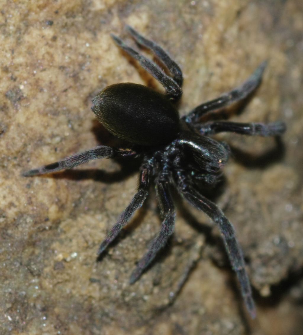 Titanoeca sp. - Arcavacata di Rende (CS)